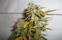 Imagen de MaxYield (Pineapple Chunk)