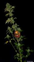 Imagen de Greenfinger (Pineapple Chunk)