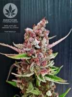 Imagen de pineappleltd (Tangerine Dream)