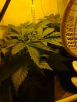 Imagen de hemp47 (Violator Kush)