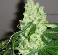 Imagen de SativaFred (Violator Kush)