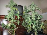 Imagen de SativaFred (Violator Kush)