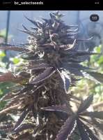 Imagen de BzSelectSeeds (Agent J)