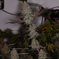 Beyond Hype Seed Co Blue Lemoon - photo réalisée par Beyondhypeseedco