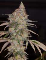 Beyond Hype Seed Co Omaha Blues - photo réalisée par Beyondhypeseedco