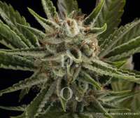 Imagen de antoniphoto (Bubblegum Haze)