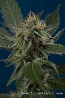 Imagen de antoniphoto (Bubblegum Haze)