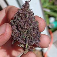 Imagen de Bipolarbear420 (Purple Pono)