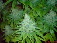 Imagen de JAHJAHChildren (Blue Cheese)