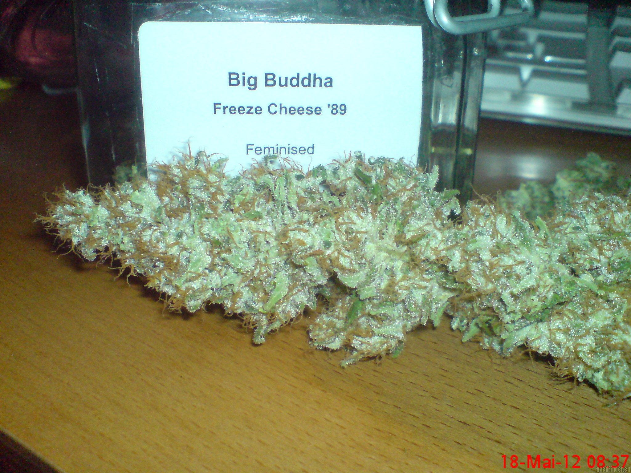 Big Buddha Seeds Freeze Cheese '89