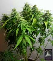 Imagen de lovekush (BlueG)