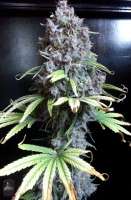 Bigdogs Seeds Collection Silver Moon - photo réalisée par admin