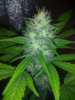 Imagen de Growmau51 (Gorilla Glue Auto)