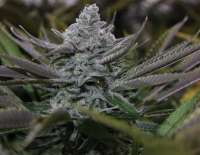 Blim Burn Seeds Granddaddy Purple - photo réalisée par Tombstonex