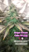 Bloom Seed Co Grape Cream Cake - photo réalisée par Edub22