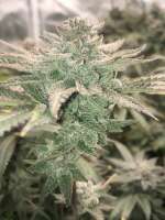 Imagen de Edub22 (Grape Cream Cake)