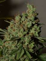 Bodhi Seeds Appalachian Super Skunk - photo réalisée par pupilfam