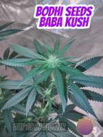 Imagen de 420meowmeowmeow (Baba Kush)