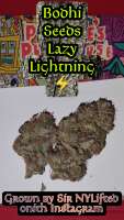 Bodhi Seeds Lazy Lightning - photo réalisée par 420meowmeowmeow