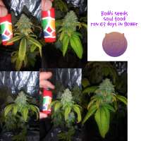 Bodhi Seeds Soul Food - photo réalisée par 420meowmeowmeow