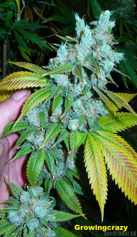 Bodhi Seeds Sunshine Daydream