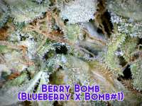 Bomb Seeds Berry Bomb - photo réalisée par Justin108