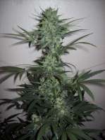 Imagen de nobodyuknow (THC Bomb Auto)