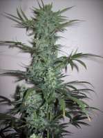 Imagen de nobodyuknow (THC Bomb Auto)