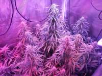 Imagen de OPChi3f (THC Bomb Auto)