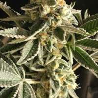 Boneyard Seeds Norcal Angel's Sunset - photo réalisée par MrToad