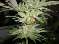 Breeders Choice Anesthesia - photo réalisée par HarzGenetics