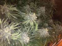 Imagen de rexel (Mad Kush)