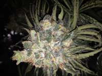 Imagen de rexel (Mad Kush)