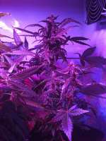 Imagen de admin (Buddha Purple Kush)