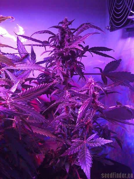 Buddha Seeds Buddha Purple Kush