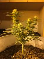 Bulk Seed Bank Auto Guerilla Glue - photo réalisée par grower4200