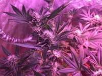 Bulk Seed Bank Early Top Skunk - photo réalisée par EarlyBirdSkunk