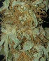 Imagen de Budfit (Original Orange Bud)