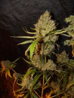 Bulk Seed Bank Purple Glam Kush - photo réalisée par drgr33nthumb