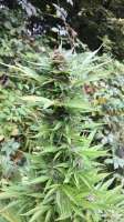 Bulk Seed Bank Purple Glam Kush - photo réalisée par sloveniangrower