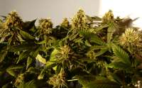 Imagen de BuzzerOrganicSeeds (Amsterdam Plant)