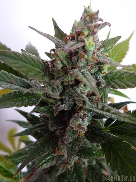 Buzzer Organic Seeds Green Rasta