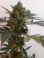 Imagen de nygrr (CBD Skunk Haze)