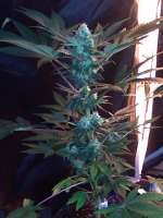 Imagen de nygrr (CBD Skunk Haze)