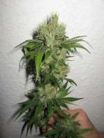 Imagen de CannabellaSeedClub (Brambleberry Kush)