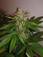 Imagen de CannabellaSeedClub (Brambleberry Kush)