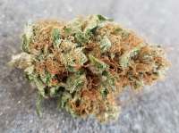 Imagen de Orangetree (Chem Berry OG)