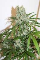 Imagen de CAnnabellaSeedClub (G13 Super Silver Haze)