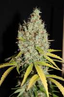 Imagen de CannabellaSeedClub (G13 Super Silver Haze)