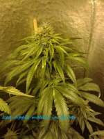 Imagen de CannabellaSeedClub (Iced Pineapple)